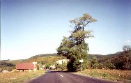 Bakonibel-Road.jpg (19750 bytes)